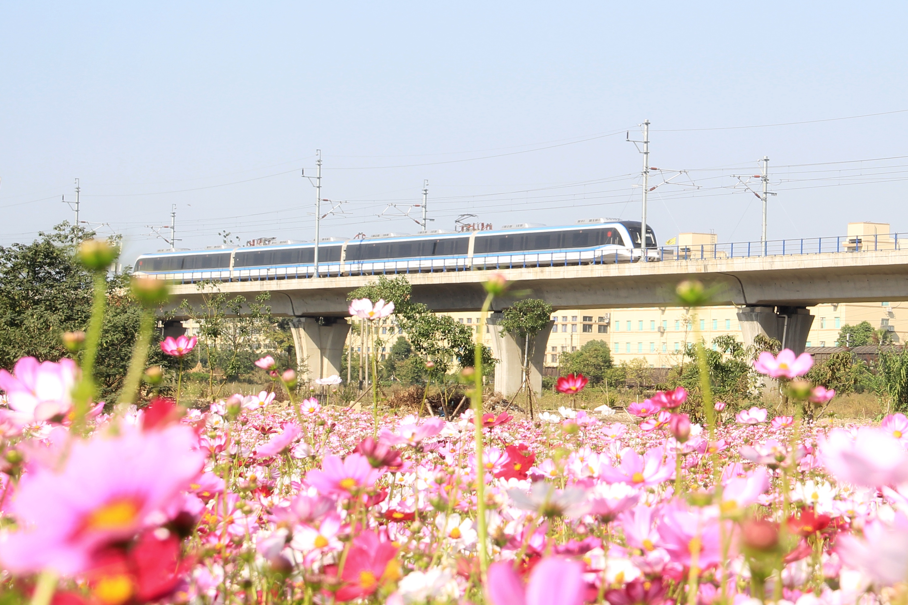 運營一列車，幸福一座城！S1線正載着乘客駛過新橋站花海.jpg